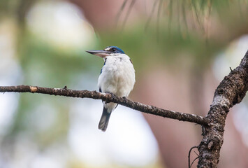 Collared Kingfisher, beautiful bird perching on the branch.