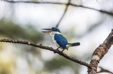 Collared Kingfisher, beautiful bird perching on the branch.