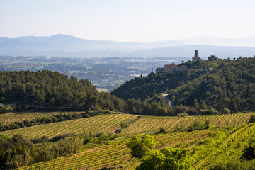 Fototapeta premium Vineyards in the spring in the Subirats wine region in the province of Barcelona