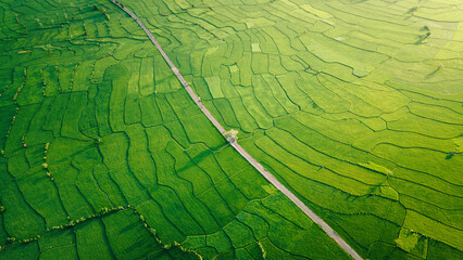 Aerial view of agriculture in rice fields for cultivation. Natural the texture for background
