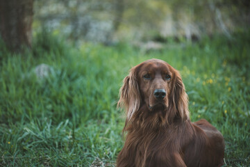 Close up view of a lying beautiful young Irish Setter in the green grass in the garden. Hunting dog rests after training.