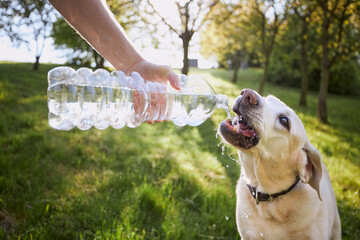 Dog drinking water from plastic bottle. Pet owner takes care of his labrador retriever during hot...