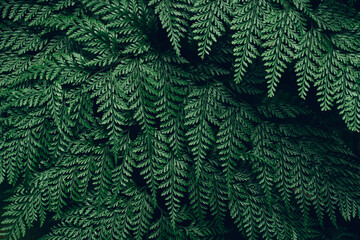 Naklejka na ściany i meble closeup nature view of fern leaves background, dark nature concept