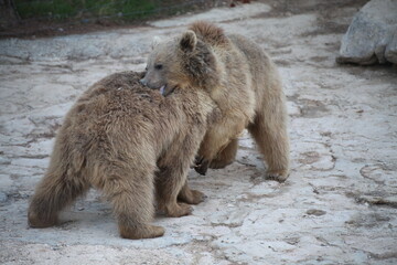 Bears in the garden