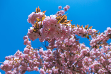 Selective focus of cherry blossoms in the spring season in the park. Natural floral background. Pink cherry tree flowers. Macro. flowering tree in the city of Dnipro, Ukraine