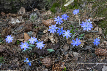 The first beautiful spring forest flowers appearing after the snow melts in early spring