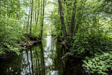 river in the forest