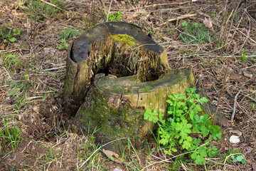 Old rotten coniferous stump with a hole inside