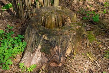 Old rotten coniferous stump with a hole inside