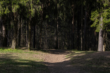 Hiking trail leading through the forest on a sunny spring day