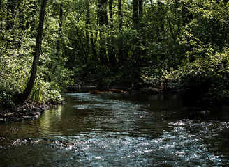Naklejka premium river in the woods