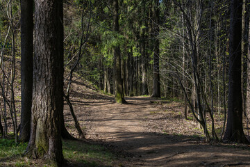 Tourist trail leading through a coniferous forest on a sunny spring day
