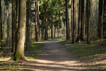 Forest path leading through dense forest on a sunny spring day