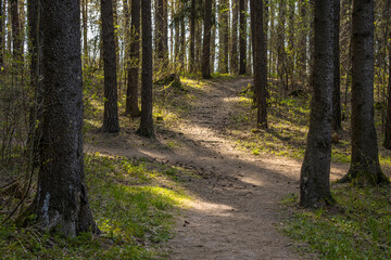 Forest path leading through the forest on a sunny spring day