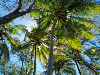 Obraz premium Beautiful Palm Trees - Mauritius Island