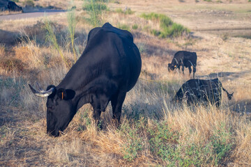 A black cow grazes with many flies on the head