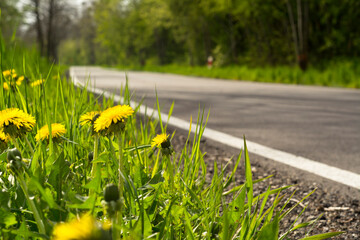Droga wśród wiosennej zieleni. Szosa. Kwitnące mlecze.