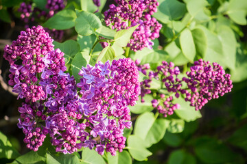 Lilac blossom in spring in the city