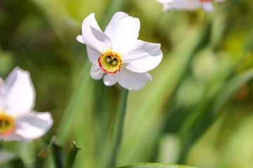 White daffodils on a blurred background, spring