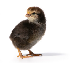 black chicken on white background