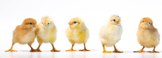 group of yellow and white small chicken on line