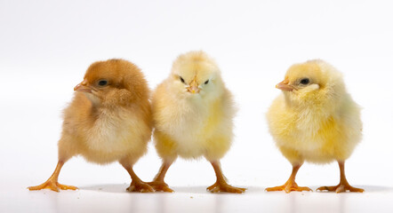 three little chickens, isolated on white