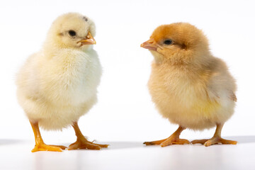 two little chickens, first day on own legs