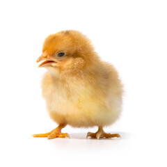 baby orange chicken with open beak,isolated on white