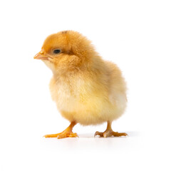 little yellow chicken on white background, lookingon left side