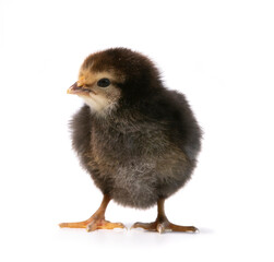 little black chicken on white background