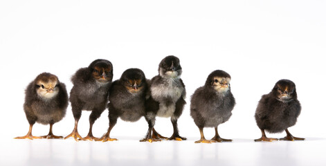six black chicken on white background
