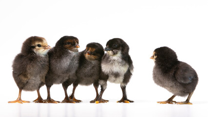 baby chickens, four vs one