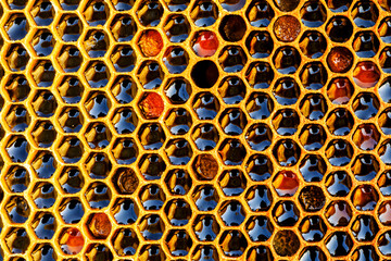 Honeycomb with honey as very nice natural background. Bee hive background texture and pattern.