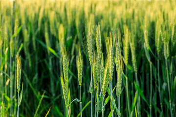 Close up of fresh ears of young green wheat in spring field. Agriculture scene.
