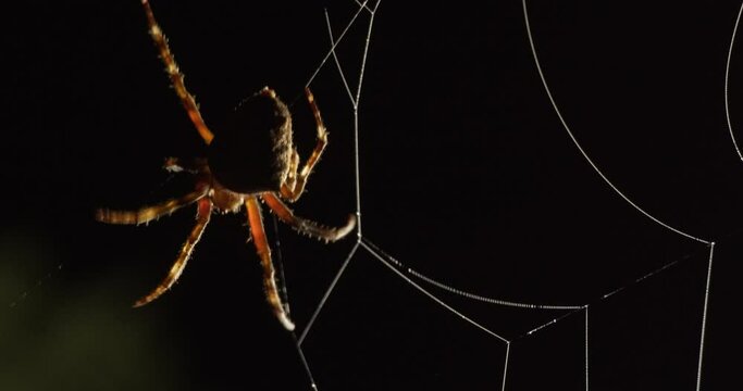 An orb-weaver spider spins its web at night, macro following shot