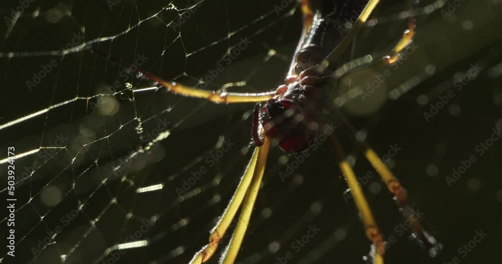 Wall mural a golden orb-weaver spider in its web at night while adjusting its fangs, macro static shot