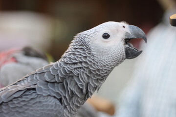 Colorful parrot picture in the garden