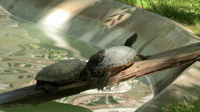 Two small turtles rest on top of a board, which comes out of the lake onto the grass.