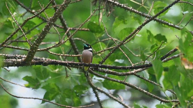 Perched on a thorny branch looking around as the camera zooms out, Black-and-yellow Broadbill Eurylaimus ochromalus, Kaeng Krachan National Park, Thailand.