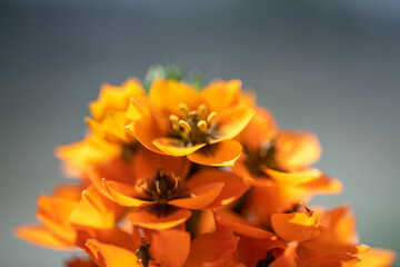 fleur orange