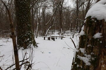 Winter forest atmosphere 