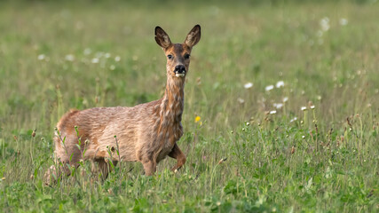 Female roe deer (Capreolus capreolus) walking through a field of wildflowers in spring. Beautiful British deer portrait.