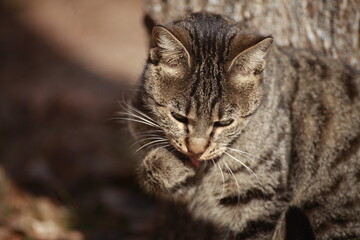 Picture of a gray striped cat in the garden