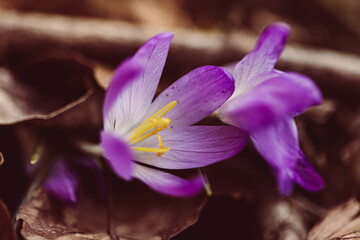 Krokus im Wald