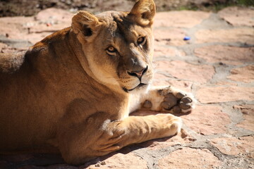 Lion and lioness in the zoo