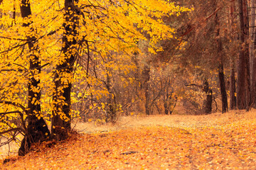 Autumn forest view landscape, yellow folliage and fall in park