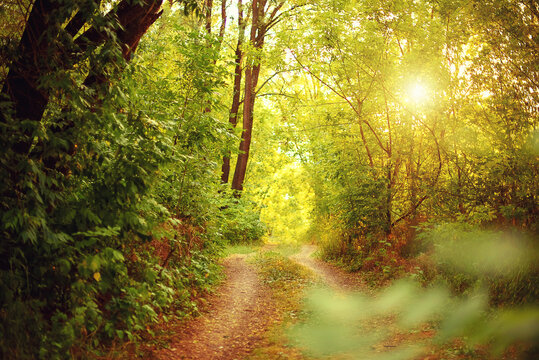 Scenic image of wonderful, romantic footpath road forest landscape with sunlight rays through branches of trees.