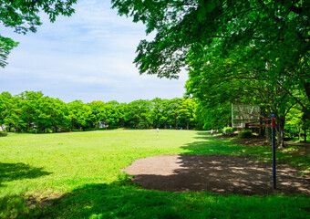 Obraz premium 青空と新緑の公園