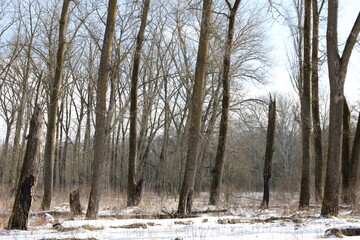 Fototapeta na wymiar Winter forest atmosphere 
