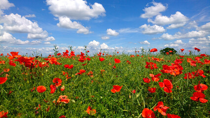 Poppy Field with Bright Blue Sky